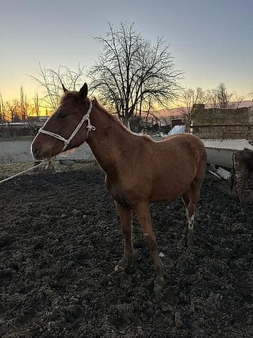 чип для лошадей: Продаю | Жеребец | Для разведения — 10