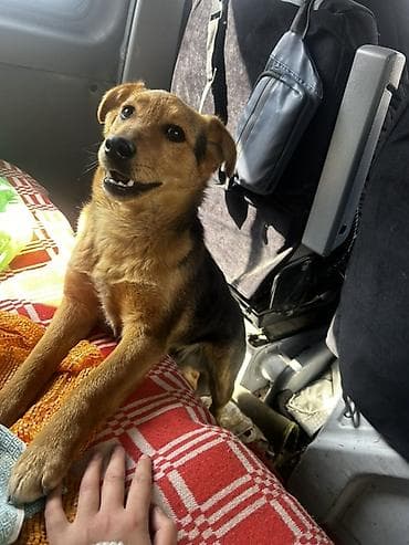 джек рассел терьер стоимость: Отдам в хорошие руки 7 месяцев мальчик, все прививки есть, паспорт — 1