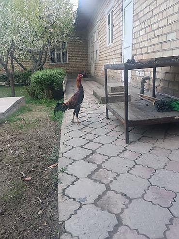 козы нубийские: Продаю | Петух | Дакан | Для разведения — 1