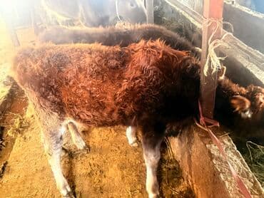 кальций для животных: Продаю | Музоо, торпок | На откорм | Привязанные — 2