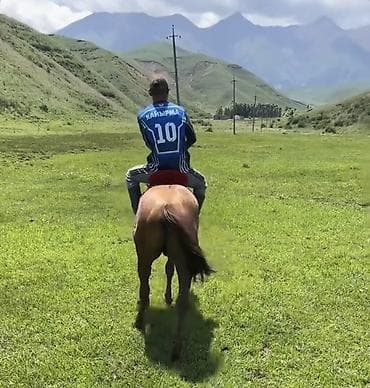 Продаю | Конь (самец) | Полукровка | Конный спорт