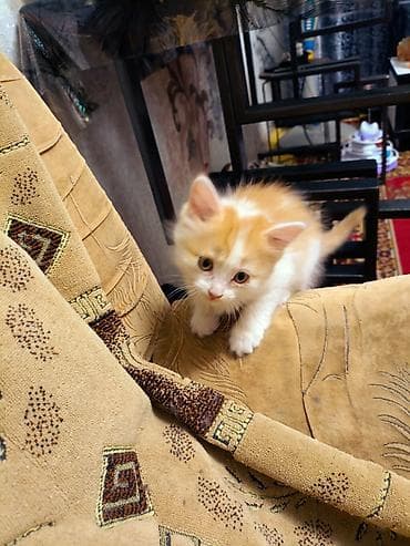 кошка котенок: Беспородная, 2 месяца, Девочка — 2