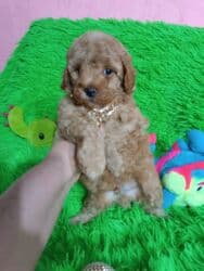 собака в добрые руки: Щенок той-пуделя! Продажа! Клубный красивый мальчик с документами! — 1