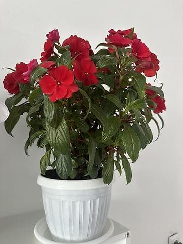 сделаю: Комнатное растение — бальзамин (Impatiens, «Ванька мокрый») в горшке — 2