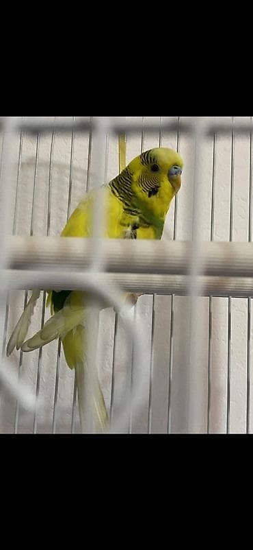 клетка для попугаев: Волнистый попугай с клеткой и аксессуарами. - Окрас птицы: жёлтый с — 1