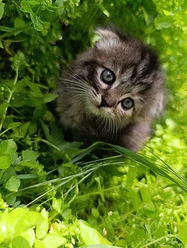 вислоухие кошки цена: Британская короткошёрстная, 1 месяц, Девочка, Приучена к лотку — 5