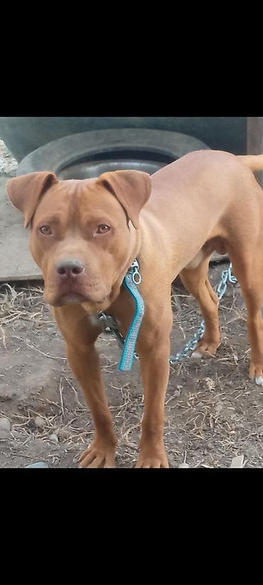 Услуги ветеринара: Питбуль, 8 месяцев, Самец — 4