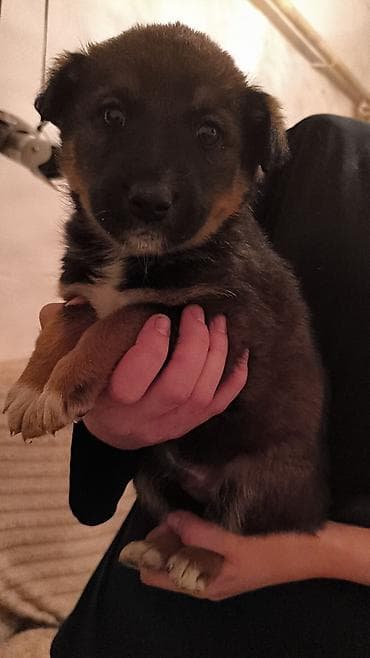 красный страитель: Щенки-дворняги, помёт 2 окраса: черно‑подпалые и рыже‑подпалые — 7