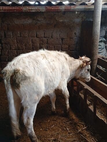 молочное оборудование: Сатам | Музоо | Бордоп семиртүү үчүн — 5