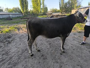 американская короткошерстная кошка купить: Продаю | Тёлка | Для разведения | Племенные — 3