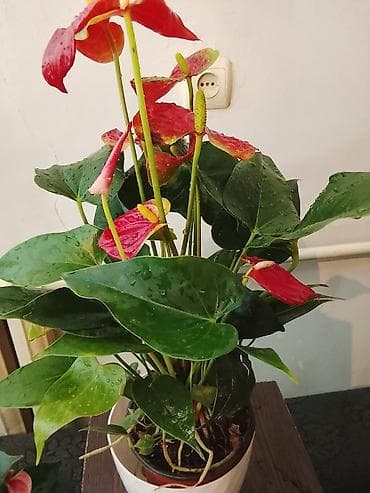 гулдор роза: Комнатные растения в горшках — подборка для дома и офиса: 1) Пахира — 1