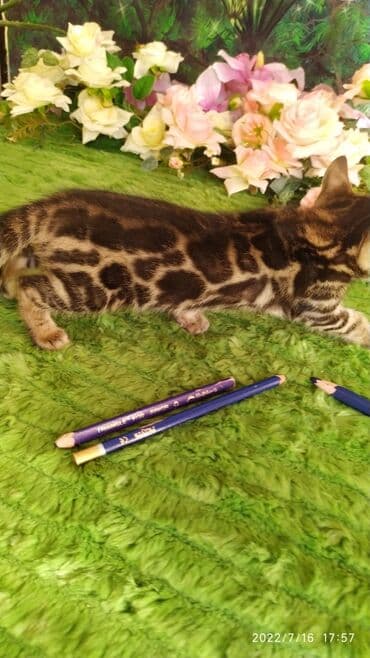 новорожденные котята: Бенгальская, 2 месяца, Мальчик — 22