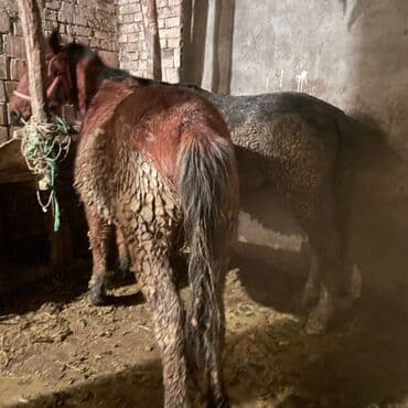 продаю собаку: Продаю | Кобыла (самка) | Рабочий — 2