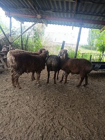 монбельярд цена: Продаю | Баран (самец) | Эдильбаевская | Для разведения — 9