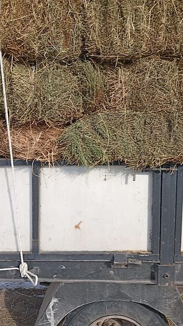 кара балта торпок: Либой количества туки продайом саман беде чоп — 5