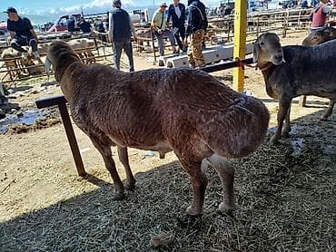 эшек жаныбар: Сатам | Кочкор (эркек) | Арашан | Көбөйтүү үчүн | Асыл тукумдуу, Жасалма жол менен боозутуу — 1