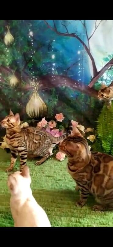 отдам котят в добрые руки бишкек: Бенгальская, 2 месяца, Мальчик — 6
