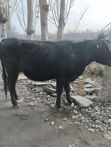 я ищу корова: Продаю | Корова (самка) | Для молока | Привязанные — 2