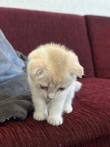 Шотландский котёнок кремово-бежевого окраса. - Возраст: детёныш -