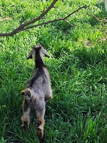 котята сиамской кошки: Продаю | Козлёнок | Нубийская | На забой — 3