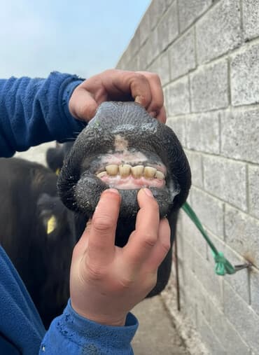 коровы молочной породы купить: Продаю | Корова (самка) | Для молока | Привязанные — 1