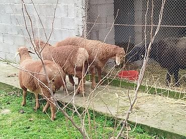 русская голубая кошка бишкек: Продаю | Баран (самец) | Арашан | Для разведения | Племенные — 3