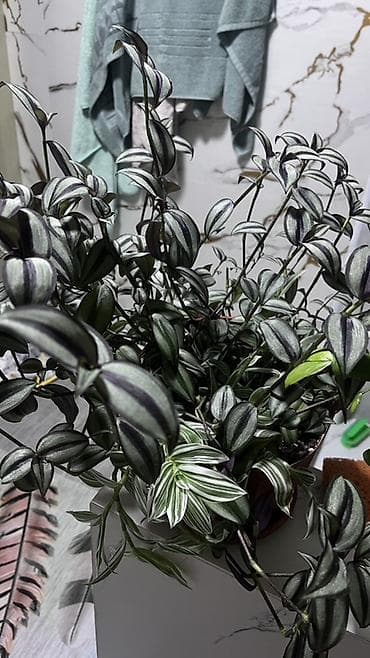 ягода калина: Традесканция зебрина (Tradescantia zebrina) — ампельное комнатное — 1