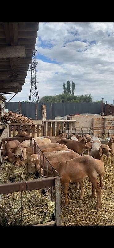 тайган собаки: Сатам | Ургаачы кой (ургаачы) | Көбөйтүү үчүн | Асыл тукумдуу — 7
