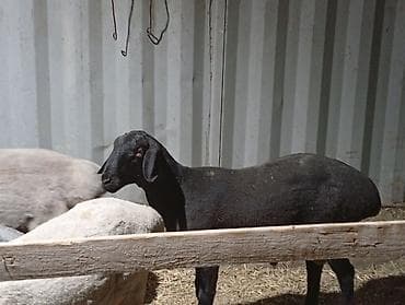 продам курей: Продаю | Баран (самец) | Для разведения — 8