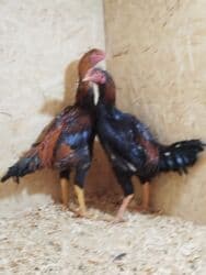 с переездом: Дакан жожо короз сатылат активный тошундо сусу бар алмашу жолдору бар — 2