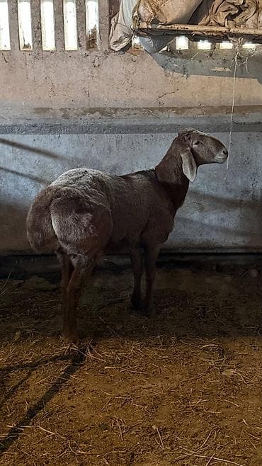 рисовые отруби: Продаю | Ягненок, Баран (самец) | Арашан | Для разведения | Осеменитель — 2