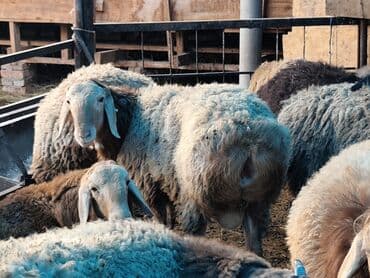 булдок ит: Продаю | Баран (самец) | Гиссарская, Арашан | На забой — 9