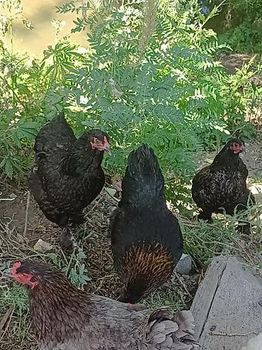 Животные: Продаются куры домашние, породистые, несуться — 2