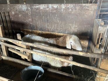 куплю собаку недорого: Продаю | Баран (самец) | Арашан, Полукровка | Для разведения, Для шерсти, На забой — 2