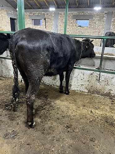 продам бычка: Продаю | Бык (самец) | Голштин, Швицкая, Симментальская | На откорм | Привязанные — 2