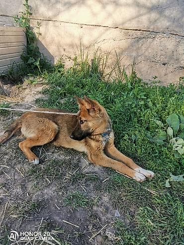 Овчарка, 5 месяцев, Самка