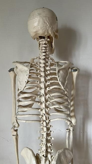 мебель полки: Анатомический скелет человека в полный рост на напольной стойке - — 5