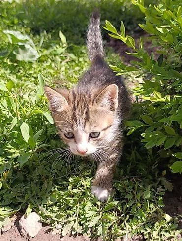 сфинкс даром: Продаются котята 🐾 Три милых и активных малыша ищут дом: — 2 тигровых — 3