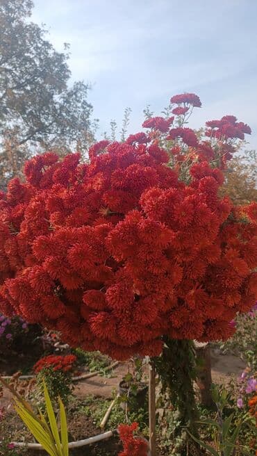 Хризантемы