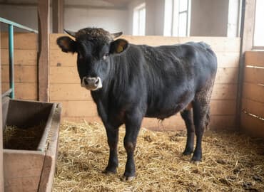 дом для животных: Продаю | Корова (самка) | Швицкая — 1