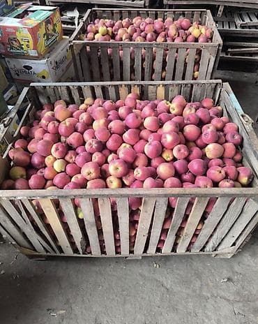 союшка кой: Яблоки Оптом — 4