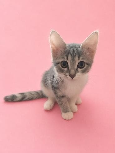 scottish fold: Описание - Окрас: серо‑полосатый табби с белыми лапками, грудкой и — 3