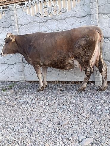 говяжьи ноги: Продаю | Корова (самка) | Полукровка | Для молока | Привязанные — 5