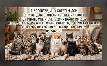 Отдам даром кошку: Ищу дом для котят. Волонтёр помогает пристроить ласковых малышей — 1