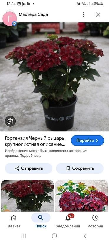 яблоко карликовые: Саженцы — 4