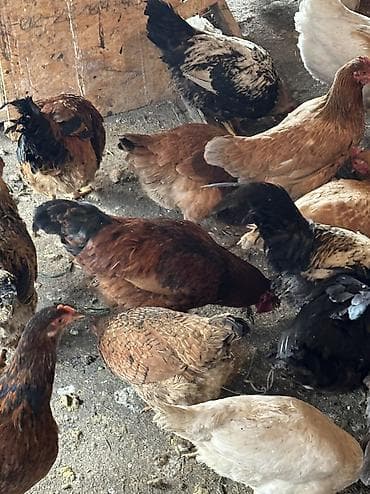 птицы и голуби: Птицы — 4