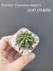 живые растения в аквариум купить: ● Комнатные растения (укоренённые черенки, молодые растения, взрослые — 8