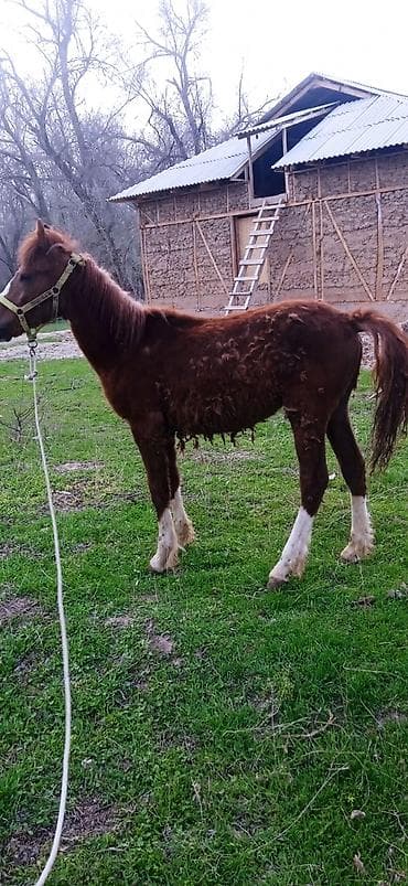 тук сена: Продаю | Жеребенок | Конный спорт — 2