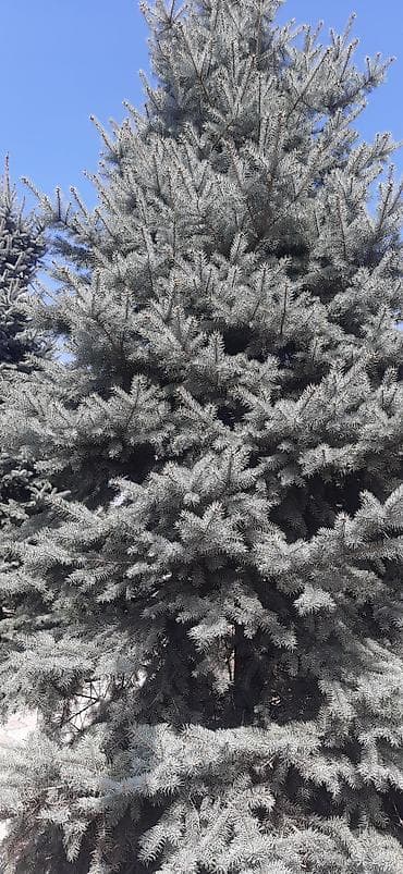 субстрат: Ель голубая (Picea pungens, Blue Spruce) для озеленения участков. - — 4