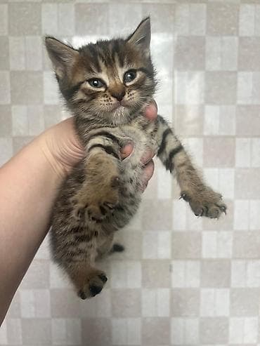 котята дворняжки: 1 месяц, Мальчик, Метис, Приучена к лотку — 2